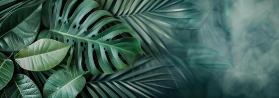 Tropical Leaf Background photo