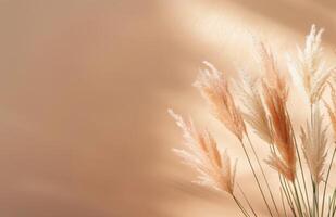 Pampas Grass Against A Soft Background photo