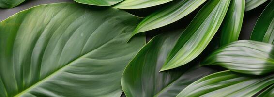 Closeup of Green Leaves photo