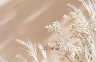 White Pampas Grass in Sunlight photo