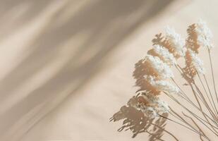 White Pampas Grass in Sunlight photo