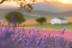 Lavender Field Sunset photo