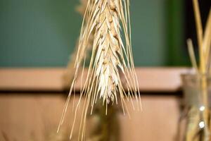 golden color rye field with crop ear and grain seeds in macro view photo
