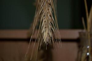 golden color rye field with crop ear and grain seeds in macro view photo