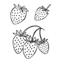 strawberry line art illustrations set, hand drawn botanical outline drawing. Summer fruit monochrome sketch. Isolated design elements for coloring books, background, pattern, packaging, logo. vector