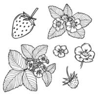 strawberry line art illustration composition with berries, leaves and flowers, hand drawn botanical outline sketch vector