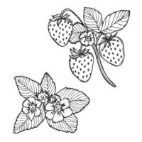 strawberry line art illustration composition with berries, leaves and flowers, hand drawn botanical outline sketch vector