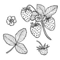 strawberry line art illustration composition with berries, leaves and flowers, hand drawn botanical outline sketch vector