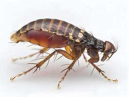 Highly Detailed Macro Photograph of a Parasitic Brown Flea Insect Isolated on Clean White Background photo