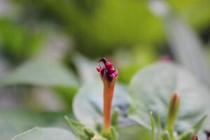 A Close Up Of A Flower With The Name On It photo
