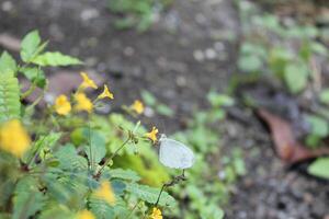 a bee is flying over a flower with a bee on it photo