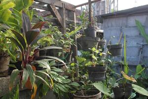 a planter with plants in it and a bucket with plants in it photo