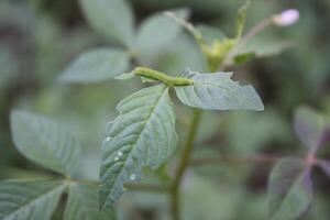 A Leaf With Water Drops On It And A Drop Of Water On It photo