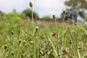 a field with a few flowers that has the word wild on it photo