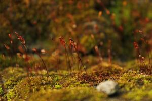 a close up of a moss covered log with a rock in the background photo