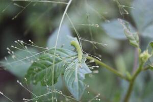 a green caterpillar that is on a plant photo