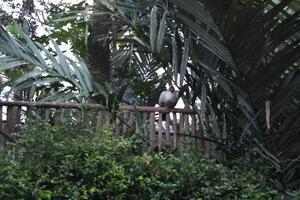 a bird sits on a wooden fence in front of a bush photo