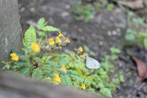 a bee is flying over a flower with a bee on it photo