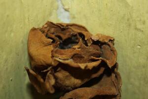 a brown piece of wood with the inside of it photo