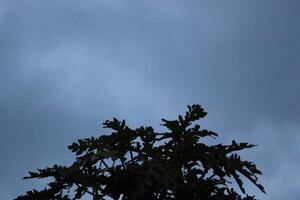 un árbol con un oscuro cielo detrás eso foto