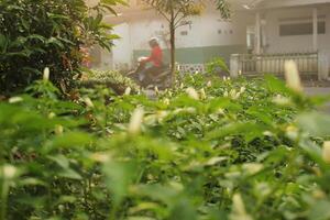 A Man Riding A Moped Through A Field Of Plants With A Man Riding A Moped photo