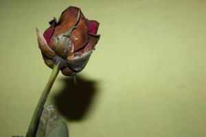 a dead rose with a shadow on it photo