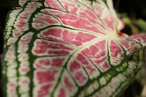 A Close Up Of A Plant With A Green And White Pattern photo