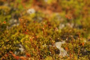 a mossy patch with the word moss on it photo