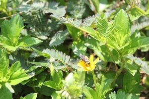 a bee is flying over a flower with a bee on it photo