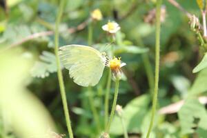 A Butterfly Is Flying In The Air And Is Flying Away photo