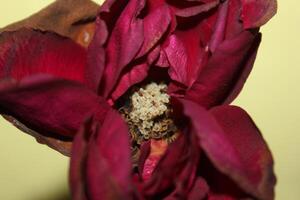A Red Flower With The Bloom On It photo