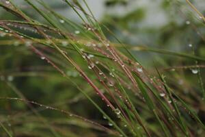 Water Droplets On Grass And Water Droplets On Them photo