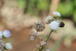 a field with a bunch of flowers that has the word wild on it photo