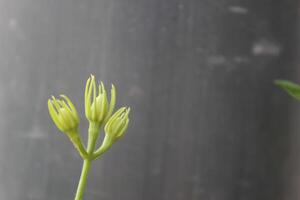 A Yellow Flower With The Name Of The Year photo