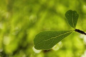 a close up of a leaf with the word wild on it photo