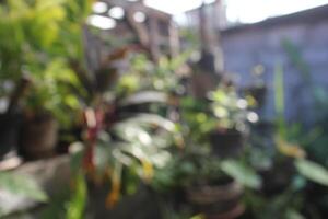 a plant with many plants in pots and one has a blurry background photo
