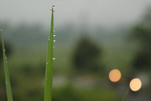 A Field With Water Drops On The Top Of It photo