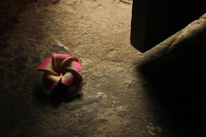 A Rose That Is Outside With The Sun Shining On It photo