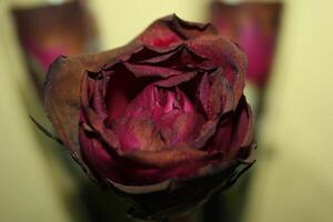 A Close Up Of A Flower photo