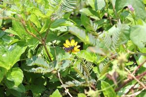 a flower that is yellow and has a blue butterfly on it photo