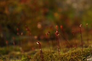 a close up of a moss covered log with a rock in the background photo