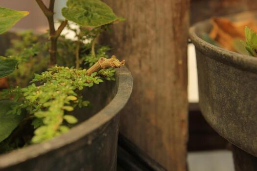 two small plants are in a row, one of which has a small plant in it photo