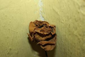 a dried flower is in a hole in a wall photo