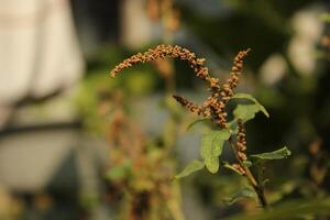 a plant with the name sprouts on it photo