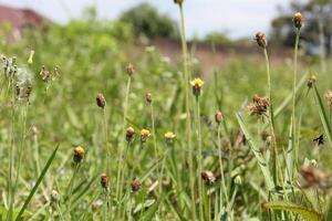 a field of wild flowers with a field of grass and a sky background photo