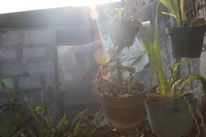 a pot with a plant in it that is in front of a window photo