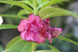 a pink flower with the name rhododendron on it photo