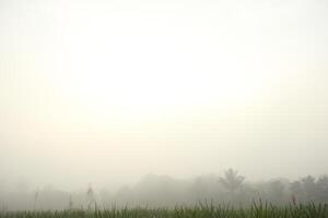 a field with palm trees and a sky with clouds photo