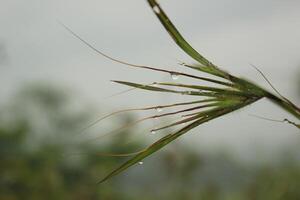 water droplets on a blade of grass photo