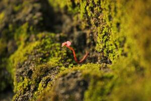 a red worm on a tree trunk photo